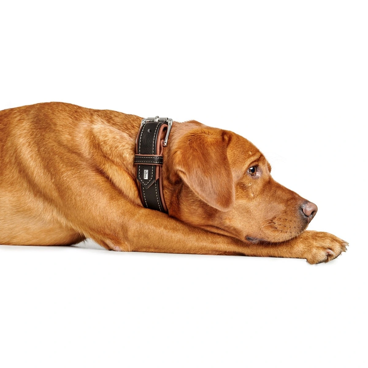 Hunter Hundehalsbånd læder Canada Elg Str.50 Sort/Cognac - 37-43 cm